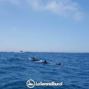 Delfines Nariz de Botella - Chañaral de Aceituno