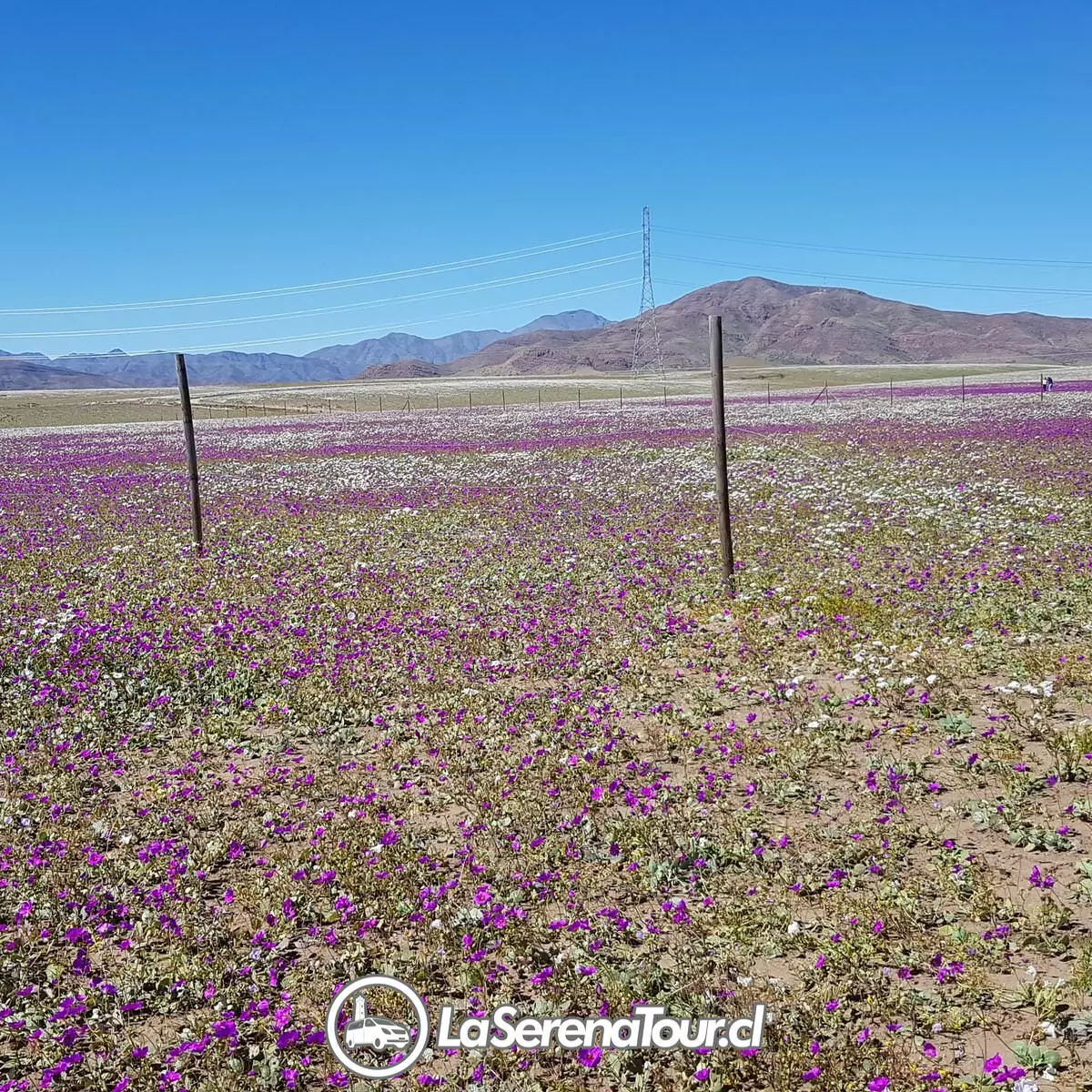 Tour Desierto Florido 2025 desde La Serena a Parque Nacional Llanos de Challe - Imagen 5