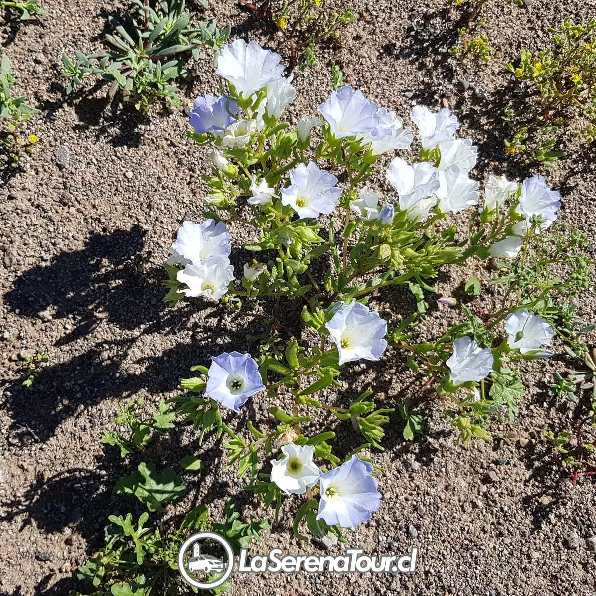 Tour Desierto Florido 2025 desde La Serena a Parque Nacional Llanos de Challe - Imagen 2