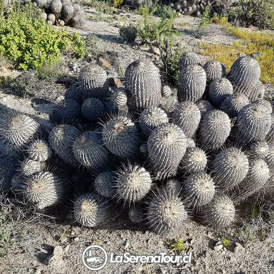Tour Desierto Florido 2025 desde La Serena a Parque Nacional Llanos de Challe - Imagen 4