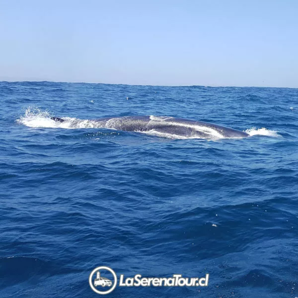 Tour Chañaral de Aceituno - Ballena Fin