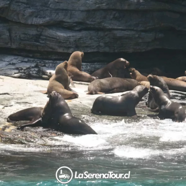 Lobos de Mar en Isla Chañaral de Aceituno