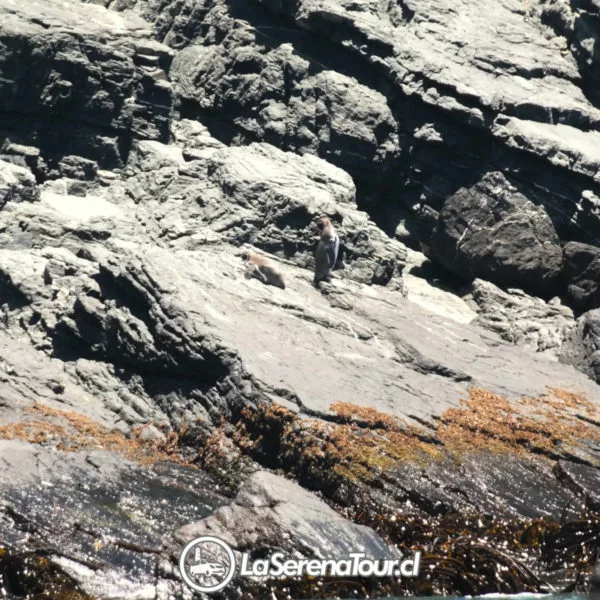 Pinguinos de Humboldt en Isla Chañaral de Aceituno