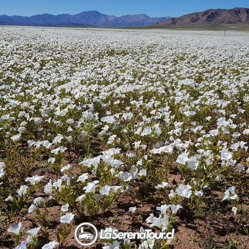 Tour Desierto Florido 2026 desde La Serena a Parque Nacional Llanos de Challe