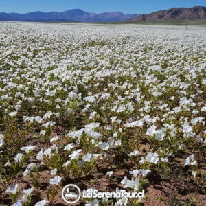 Tour Desierto Florido 2024