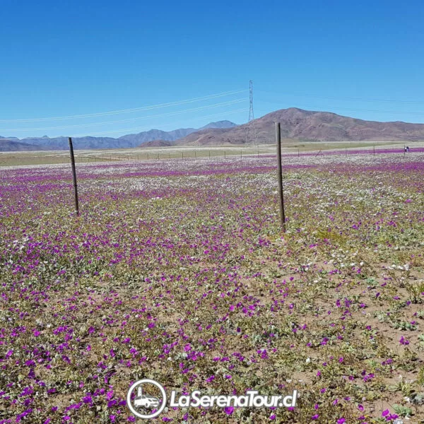Tour Desierto Florido 2024 - Imagen 5