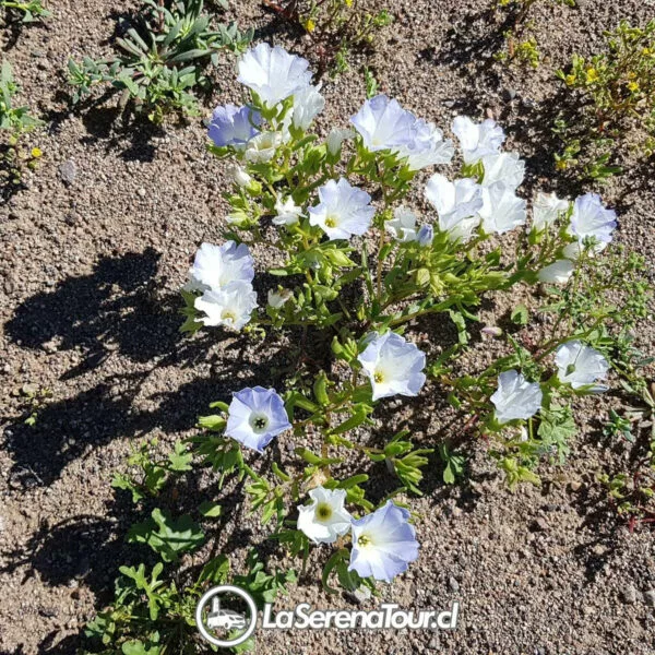 Tour Desierto Florido 2024 - Imagen 2
