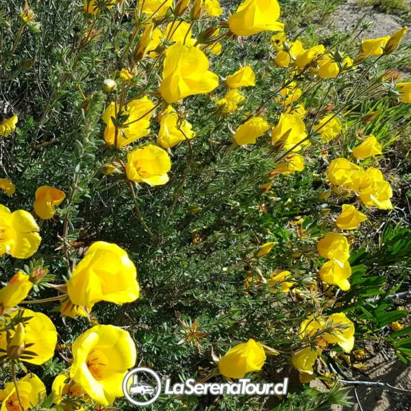 Tour Desierto Florido 2024 - Imagen 3