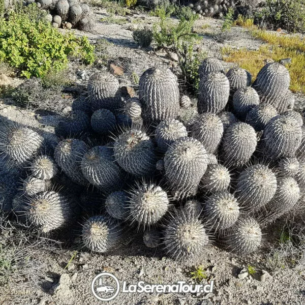 tour desierto florido 5