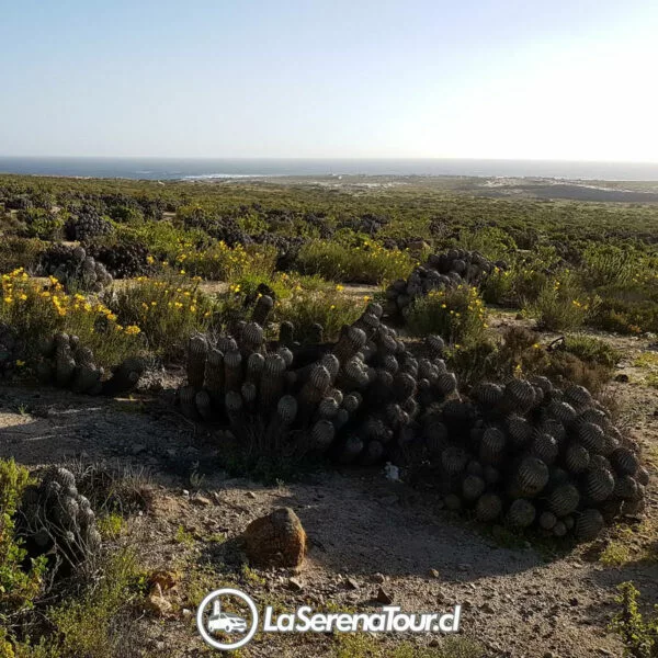 Tour Desierto Florido 2024 - Imagen 6