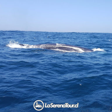 ballena-fin-chanaral-de-aceituno-tour Tour Chañaral de Aceituno - Ballena Fin
