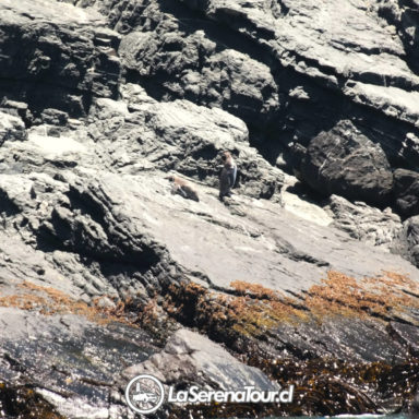 Pinguinos de Humboldt en Isla Chañaral de Aceituno