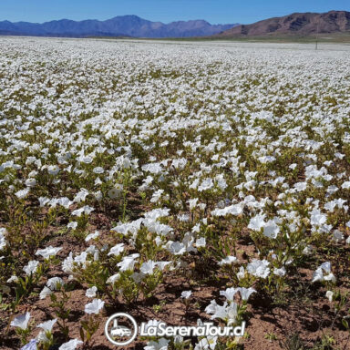 tour desierto florido tour desierto florido 2026 desde la serena